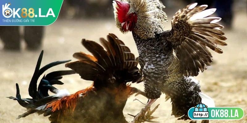 Quy định đăng ký và xác nhận trước thi đấu