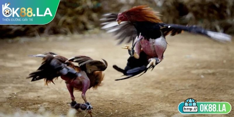 Tìm hiểu sơ bộ về đá gà 4k OK88