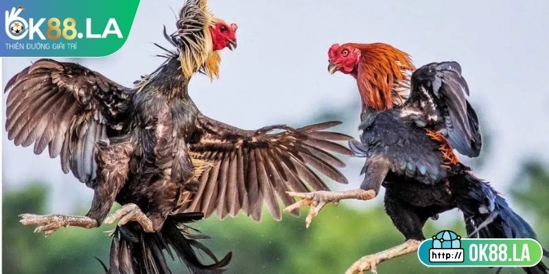 Phương pháp chọn gà đá công bằng trận đấu