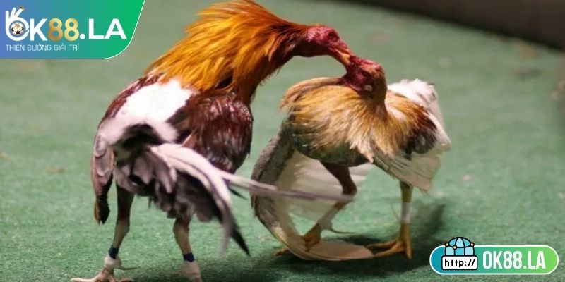 Cách thức phân định thắng thua minh bạch