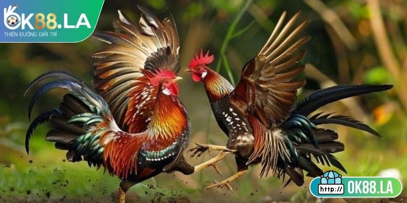 Cơ chế thưởng phạt rõ ràng trong trận đấu