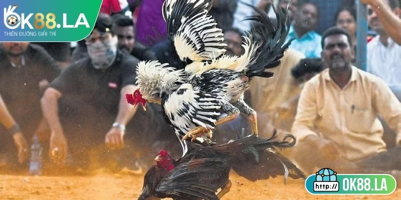 Đôi nét sơ lược về đá gà trực tiếp OK88